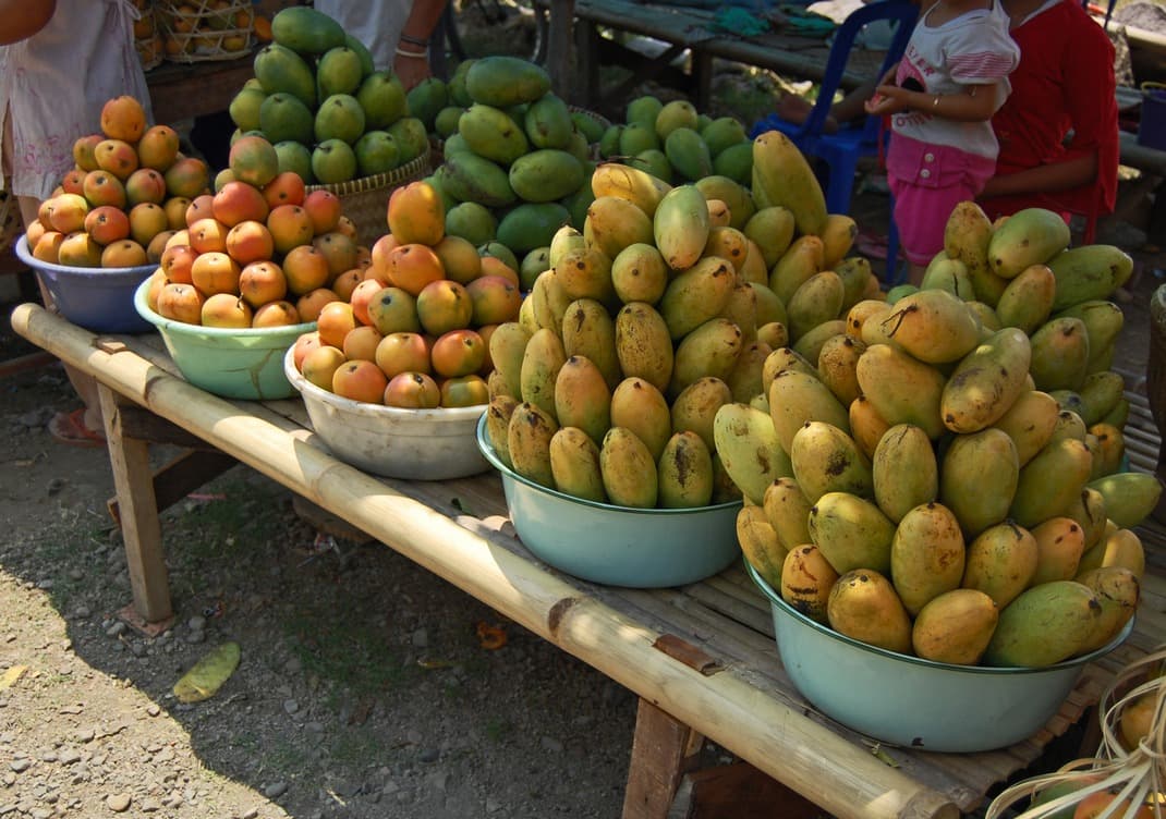 Xoài cát Chu Đồng Tháp