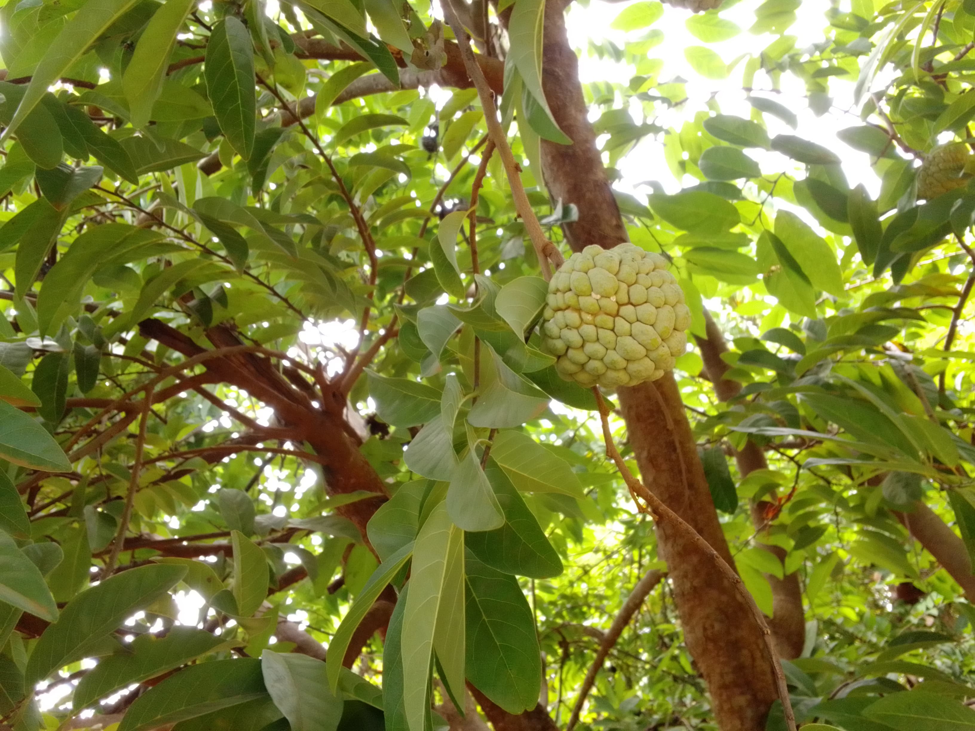Mãng cầu Bà Đen