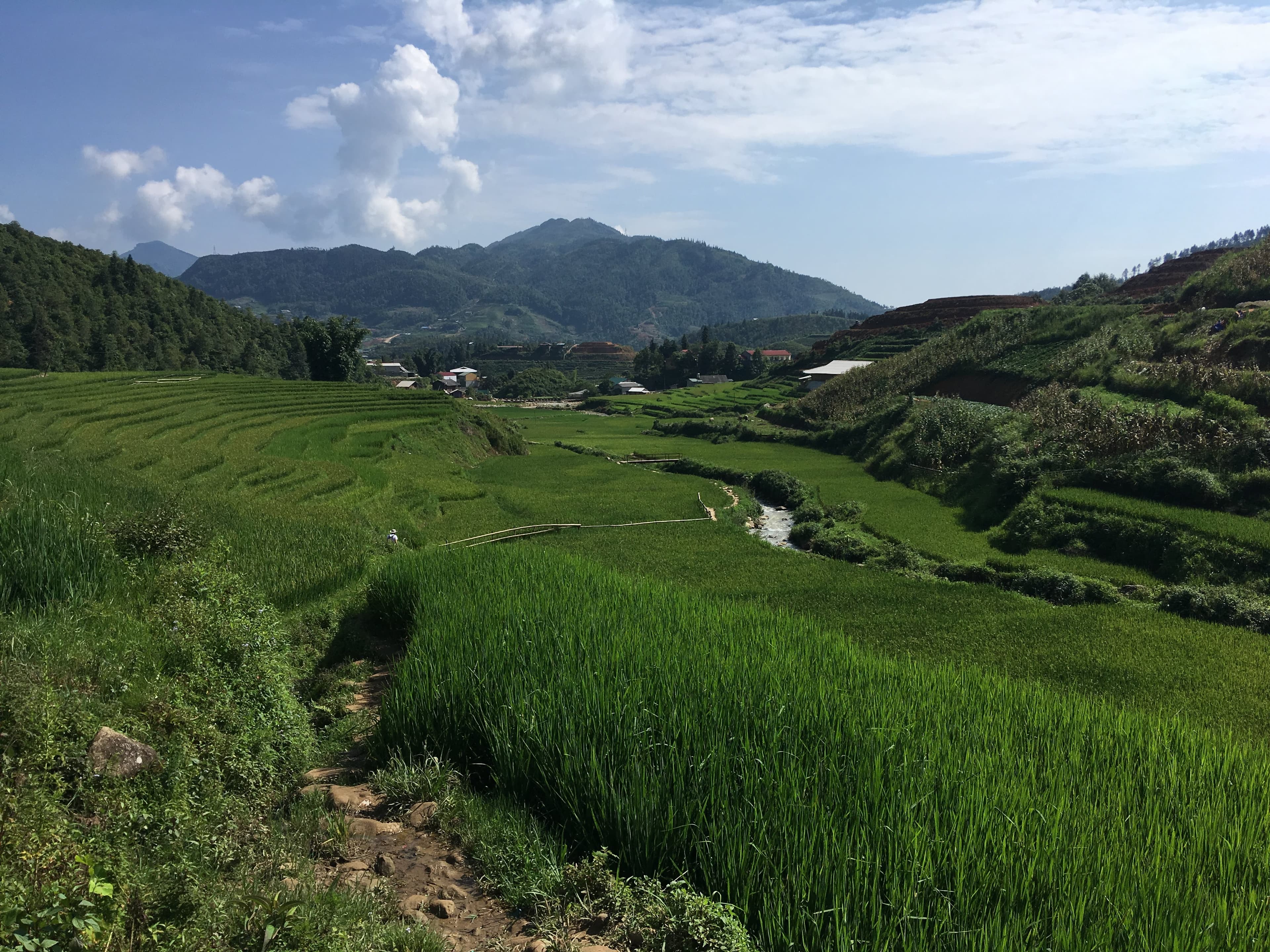 Ruộng bậc thang ở Sa Pa