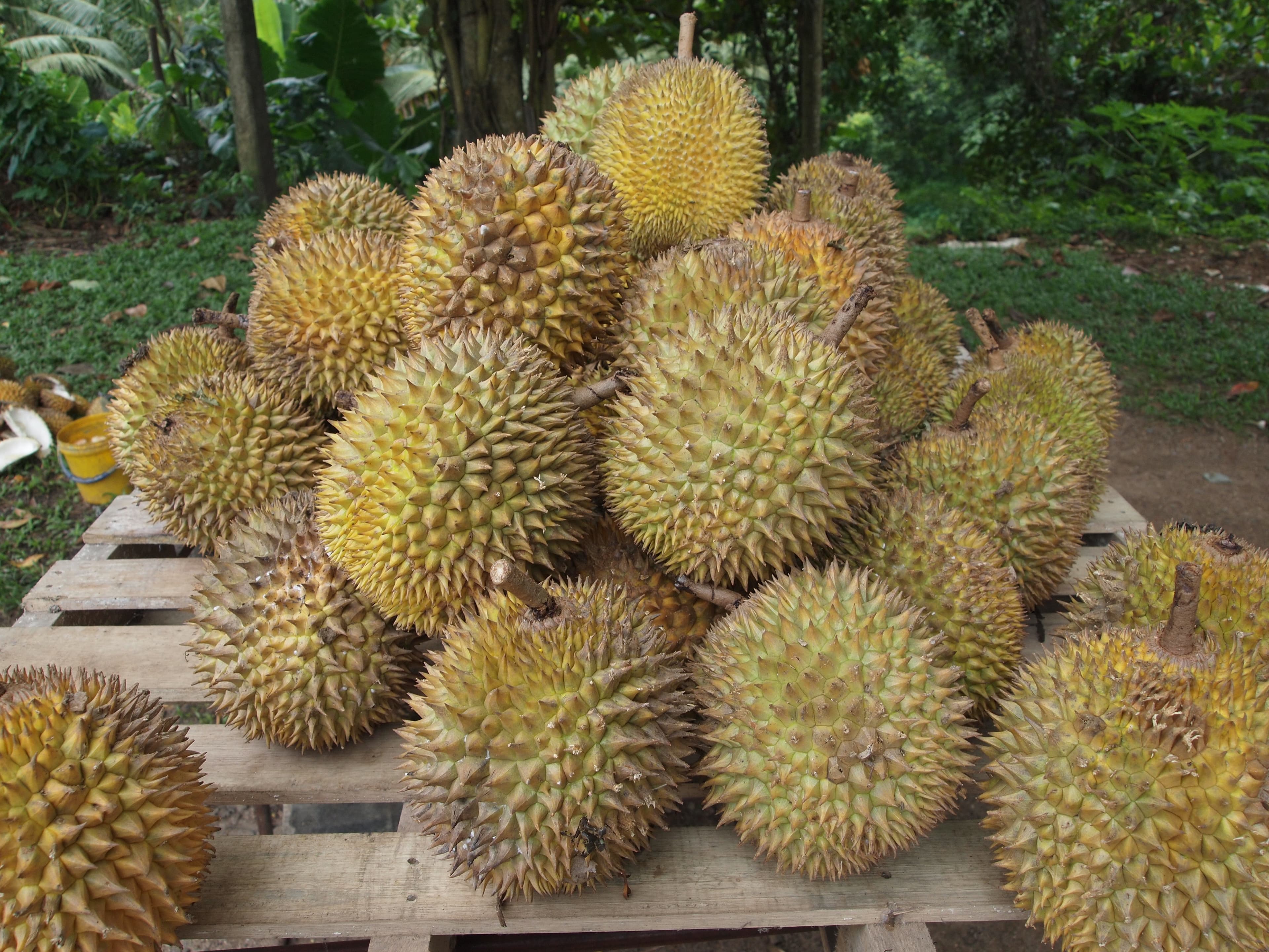 Sầu riêng Ri6