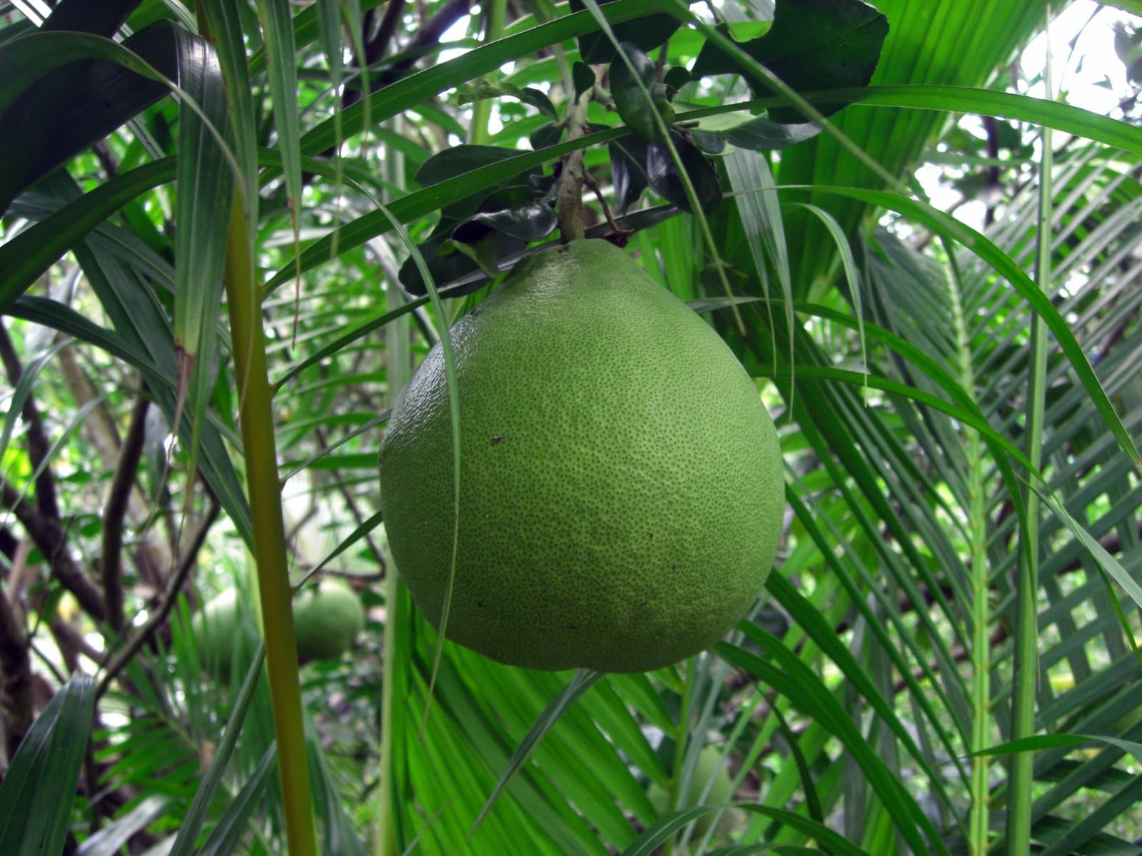 Bưởi da xanh Bến Tre