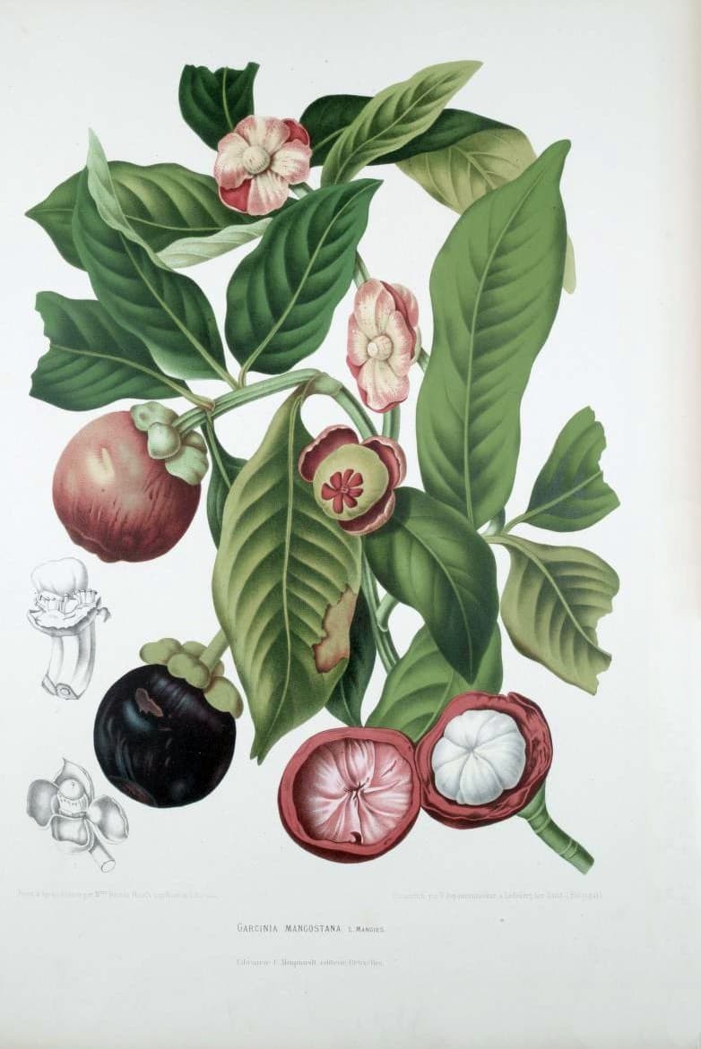 Măng cụt Lái Thiêu