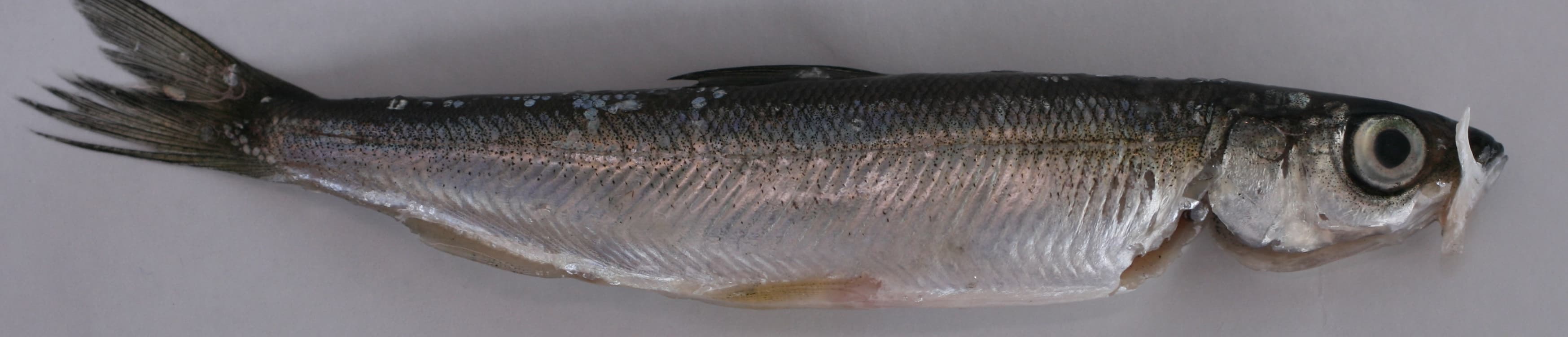 Puruvesi Vendace