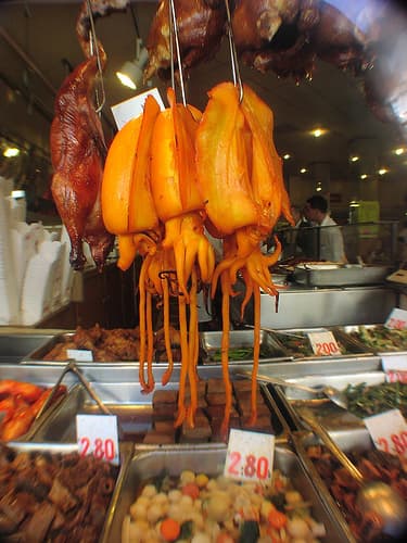 Orange Cuttlefish