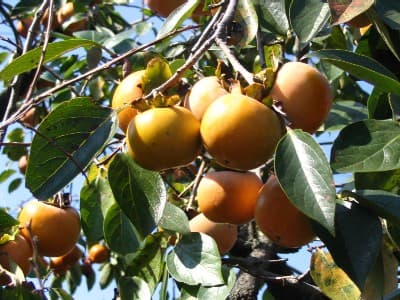 Hồng không hạt Bắc Kạn