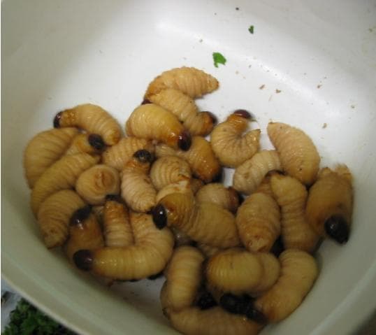 Đuông dừa Bến Tre