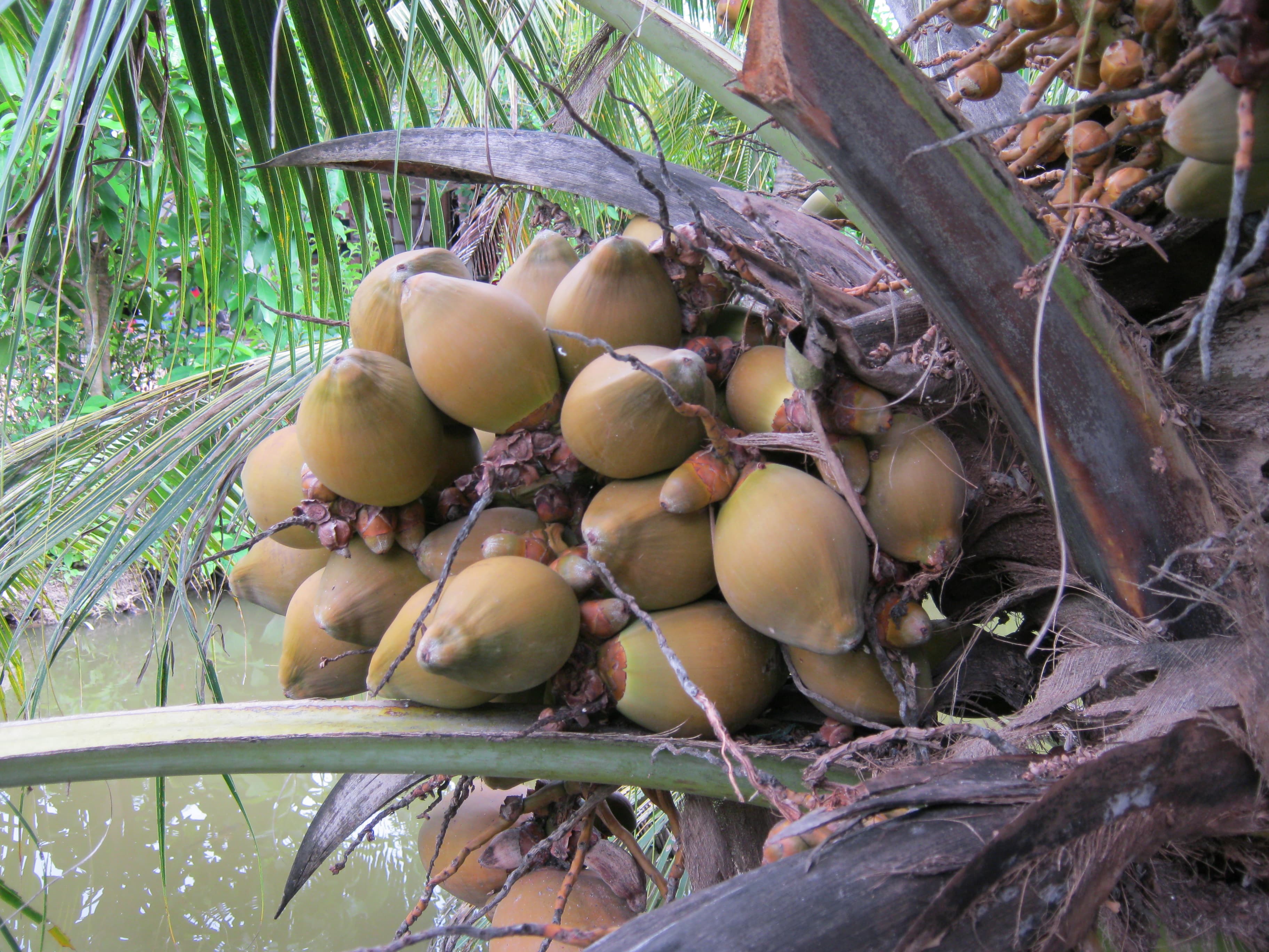 Dừa xiêm Bến Tre