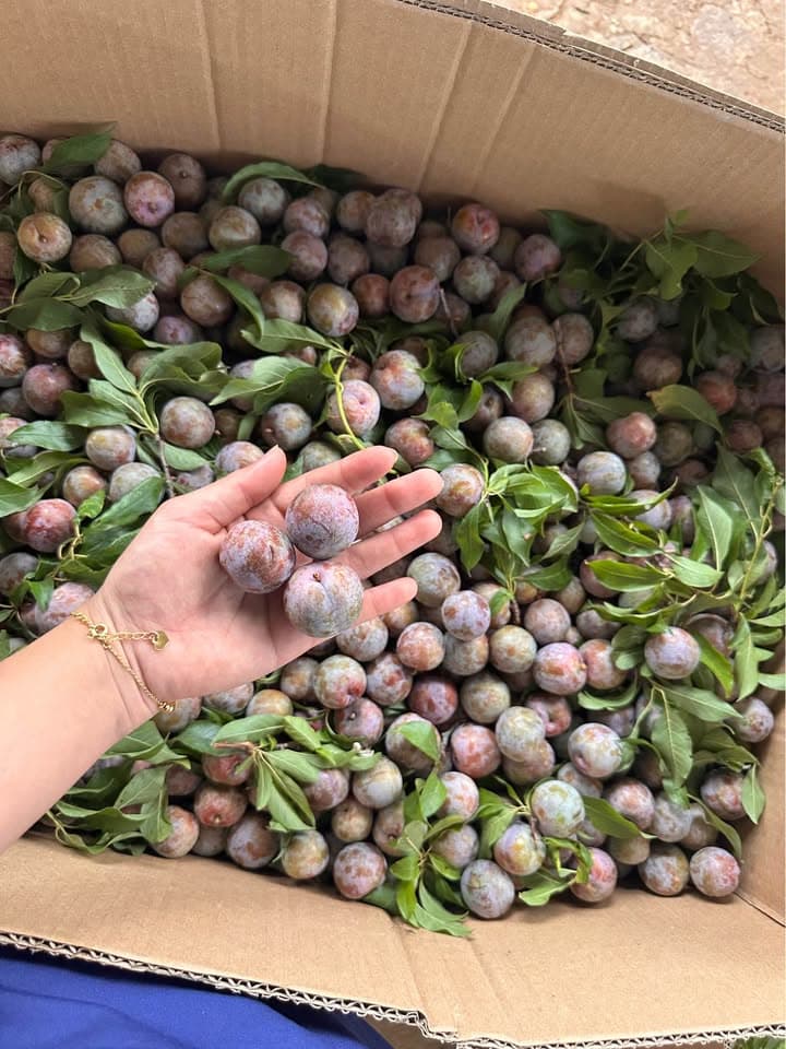 Mận hậu Sơn La
