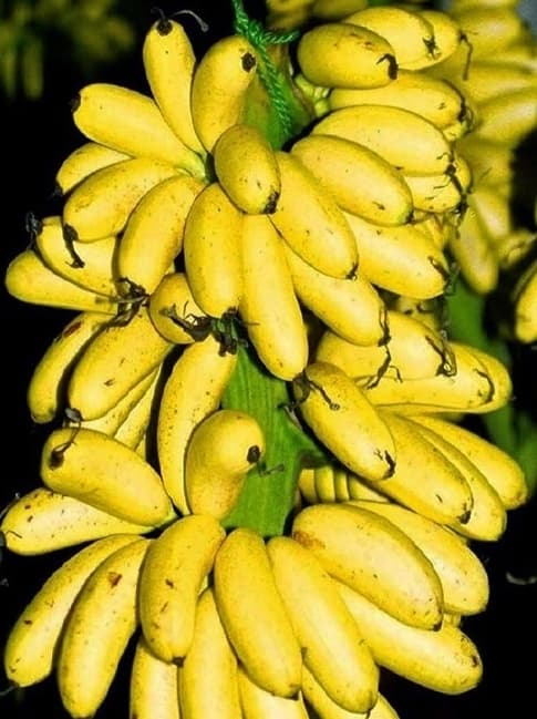 Chuối ngự Đại Hoàng