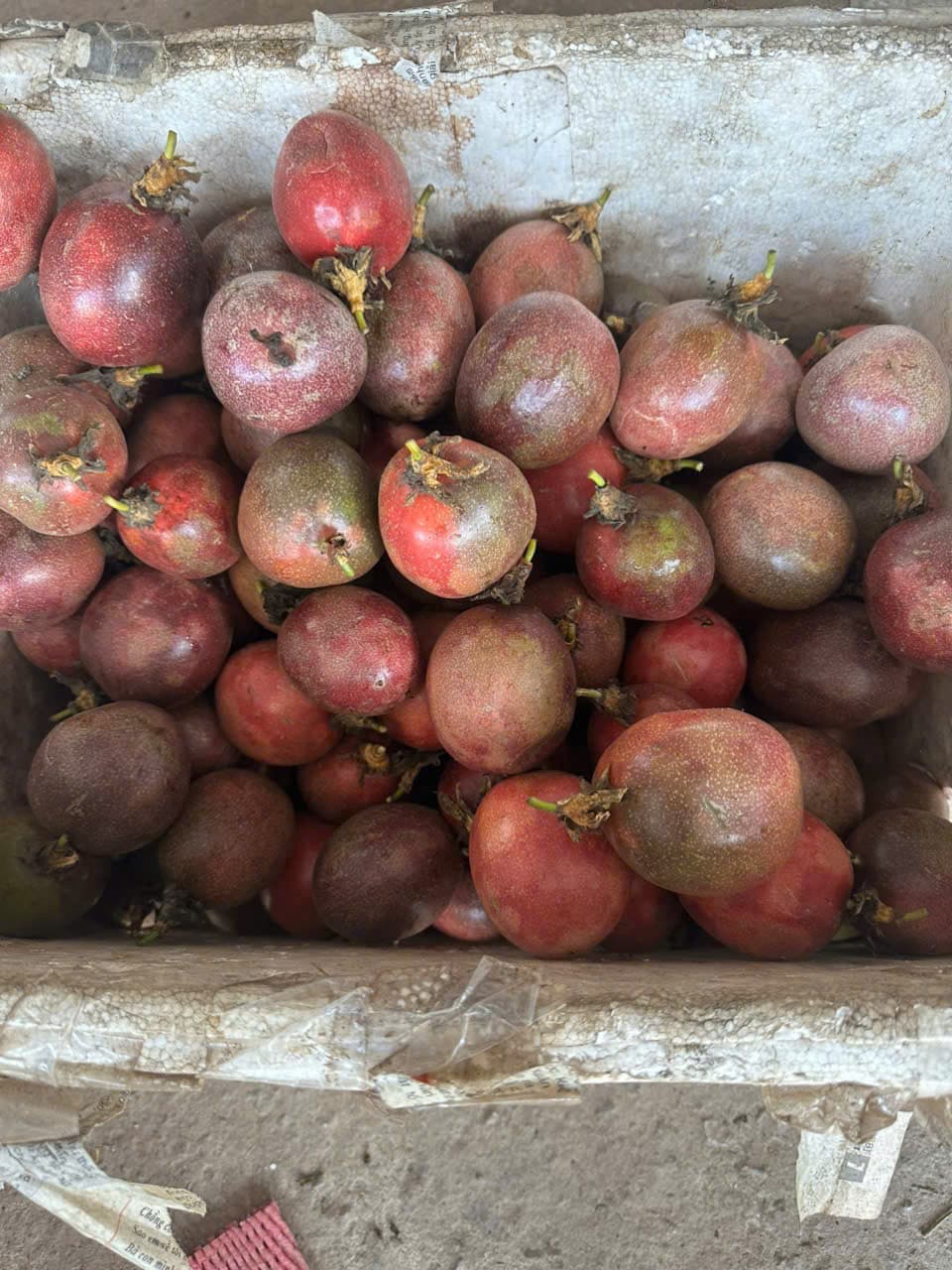 Vú sữa Lò Rèn Vĩnh Kim