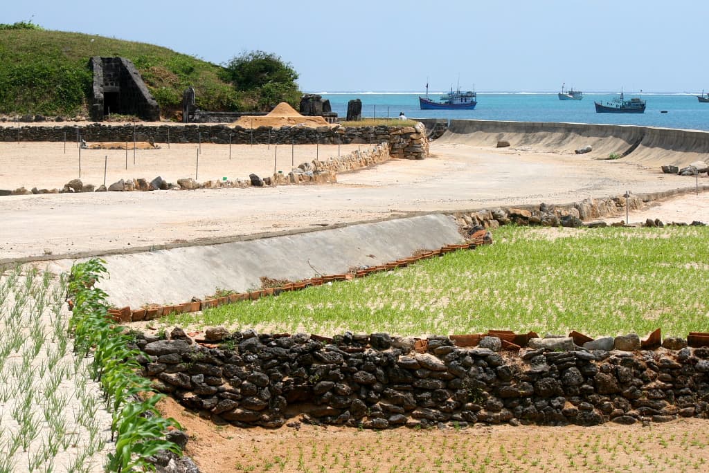 Tỏi Lý Sơn