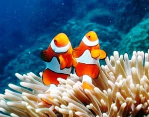 Lặn biển / snorkeling ngắm san hô (operator uy tín)